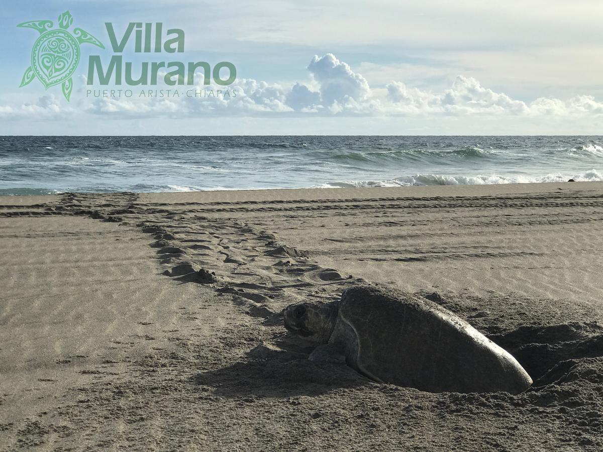 Hotel Villa Murano 푸에르토 아리스타 외부 사진